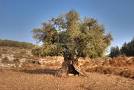 Olive Tree In Israel