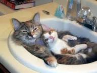 Cat Four