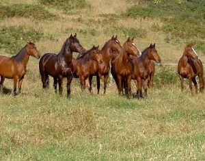 Brumbies