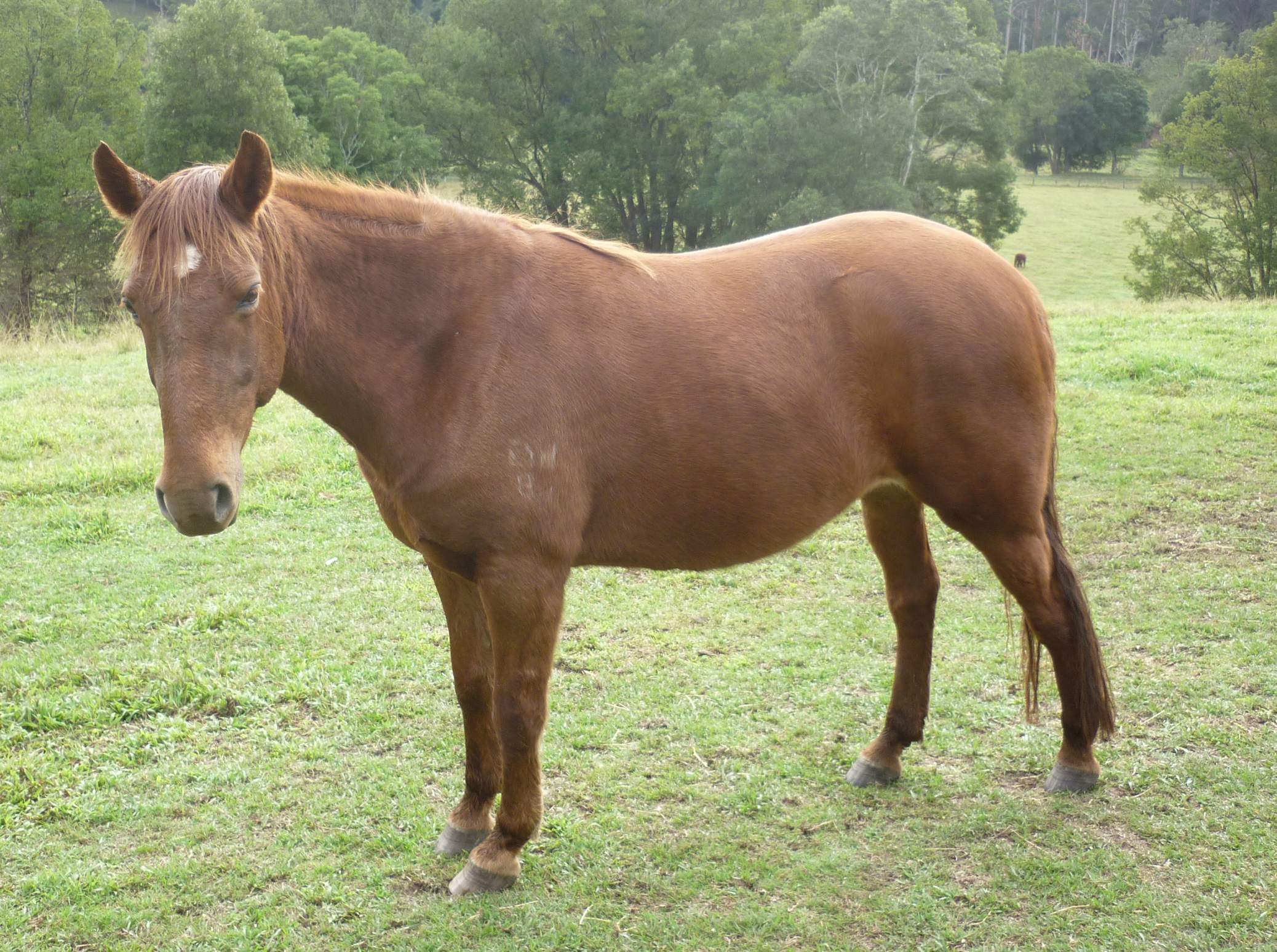 Pumpkin Brumby